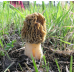 Мицелий Сморчка степного (Morchella steppicola)